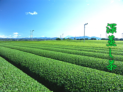 深蒸し茶のイメージ写真