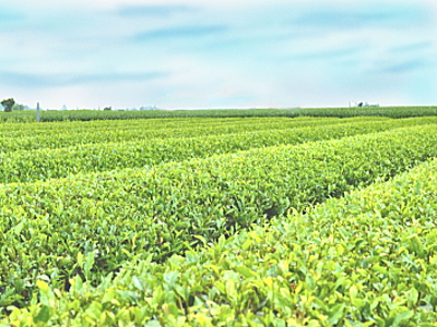 産地のお茶のイメージ写真